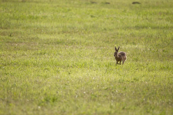 一只年轻的野兔跳过了绿色的割草地 — 图库照片