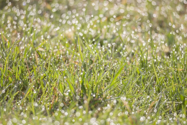 Detailní Záběr Jiskří Orosenou Louku Ohledem Ranní Slunce — Stock fotografie