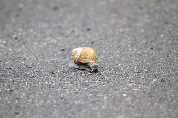 Gros Plan Escargot Mise Point Sélective — Photo