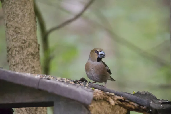 Bir Kocabaş Üzerinde Eski Bir Birdfeeder Oturur — Stok fotoğraf