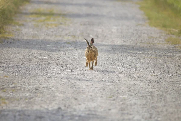 Ein Junger Hase Hüpft Auf Einem Geschotterten Feldweg Zwischen Wiesen — Stockfoto