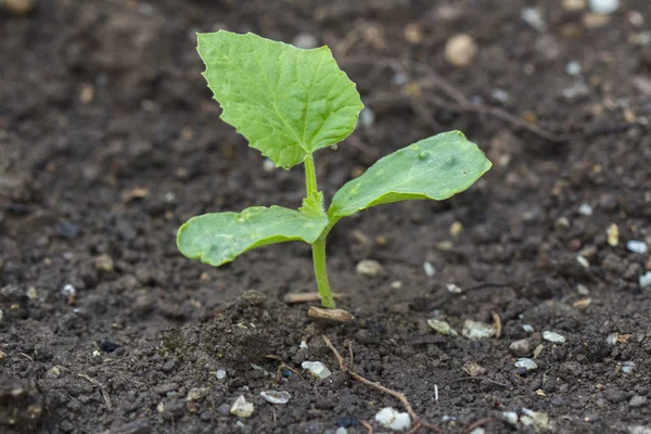 Freshly Germinated Cucumber Plant Two Cotyledons Comes Earth — Stock Photo, Image