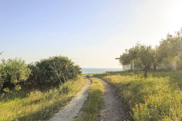 Vista Del Camino Tierra Rural Con Campo Verde —  Fotos de Stock