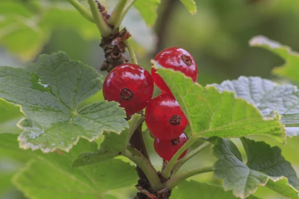 Nahaufnahme Von Roten Johannisbeeren Mit Blättern — Stockfoto