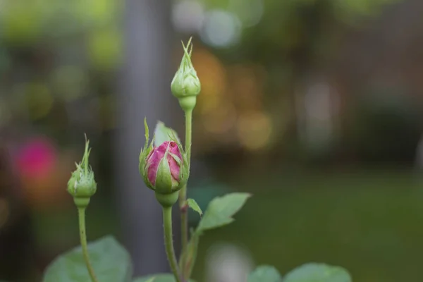 Close Purple Rosebud Autumnal Sunlight — Stock Photo, Image