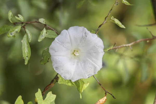 Close Shot Van Mooie Wild Bloem — Stockfoto