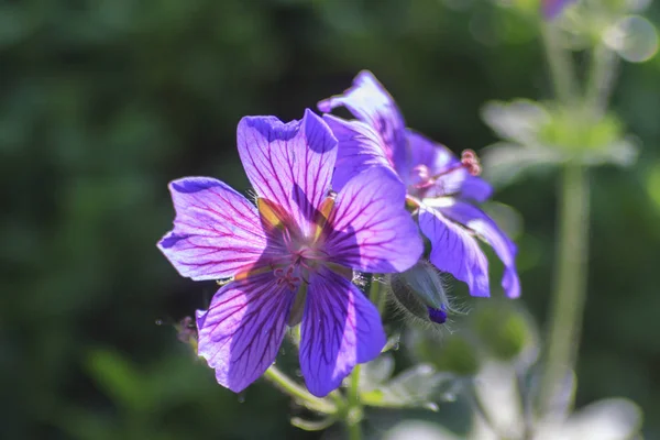Güzel Kır Çiçekleri Atış Kapatmak — Stok fotoğraf