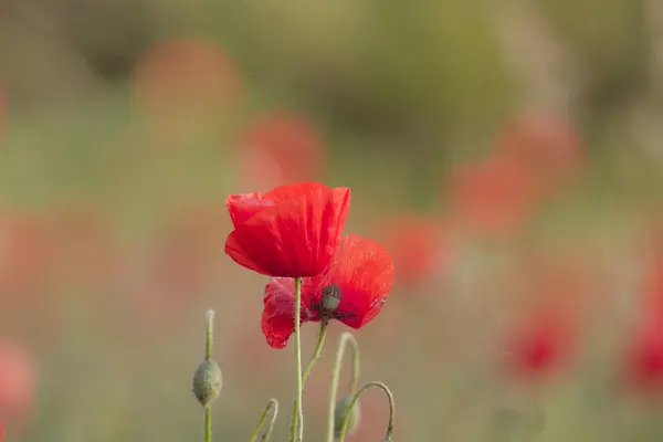 Flores Papoula Vermelha Campo Frente Fundo Macio Cores Suaves — Fotografia de Stock