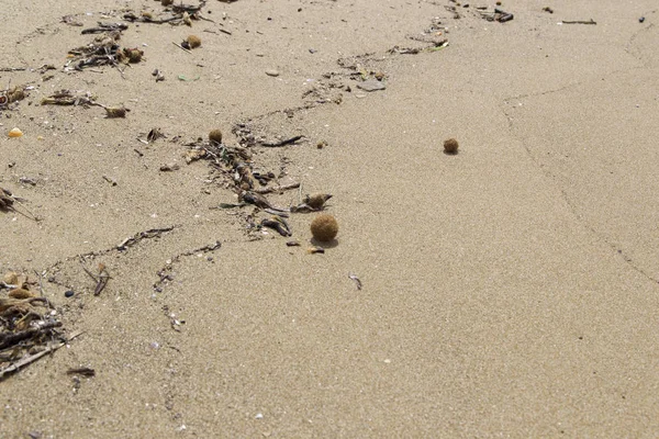 Растительные Волокна Плавились Морю Мертвых Участков Травы Нептуна Естественном Пляже — стоковое фото