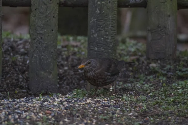 Nahaufnahme Von Wildvogel — Stockfoto