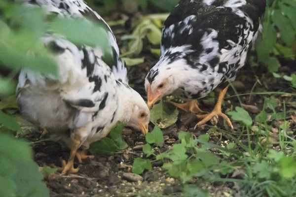 Κοτόπουλα Κατά Των Φύλλων Επιλεκτική Εστίαση — Φωτογραφία Αρχείου