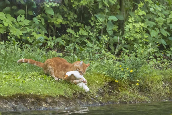 Fuchs Hast Die Gans Gestohlen — Stock fotografie