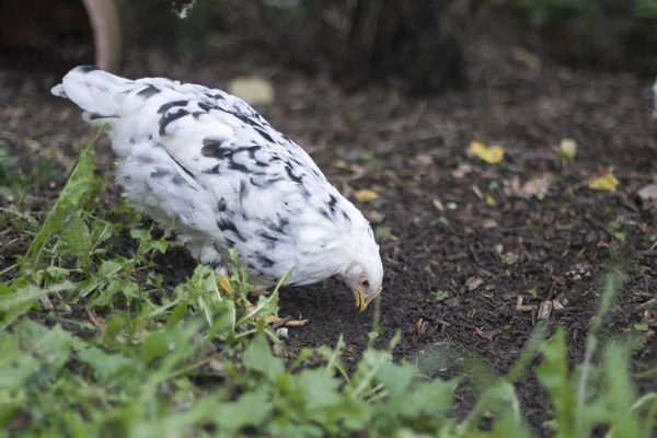 Pollo Recogiendo Grano Entorno Rural — Foto de Stock