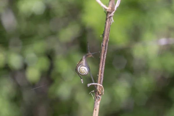 Pequeno Caracol Arrasta Ramo Frente Fundo Bokeh Verde Macio Destaca — Fotografia de Stock