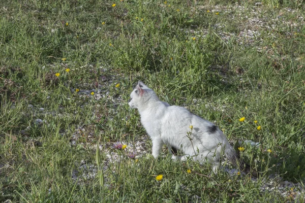 Gato Doméstico Tabby Caminando Sobre Hierba — Foto de Stock