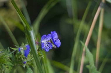 böcek yemiş çiçekleri cranesbill