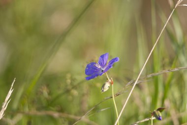 böcek yemiş çiçekleri cranesbill
