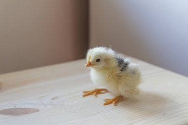 Küçük tavuk vuruşta kapatın