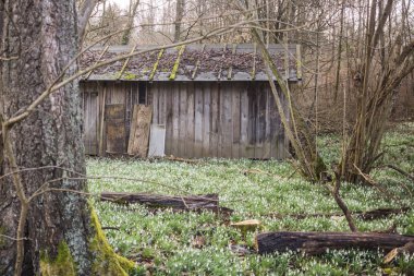 Rustik kulübe çayır kardelen tam ile