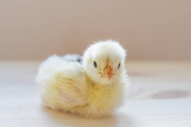 Küçük tavuk vuruşta kapatın