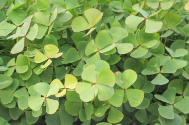 alan dört yapraklı yonca dolu, seçici odak