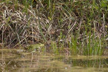 Bir gölet kurbağası bir gölün alglerle kaplı suyunda yüzüyor.