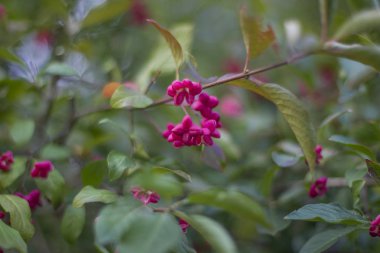 pembe çiçeklerin yakın çekim, seçici odak