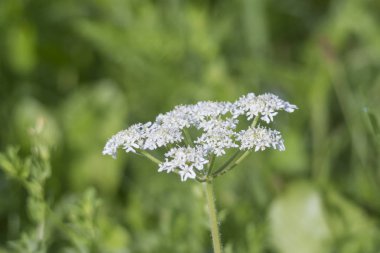 Güzel kır çiçekleri atış kapatmak