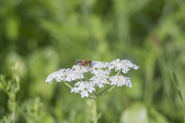 Doğal çiçek kavramı yakın atış