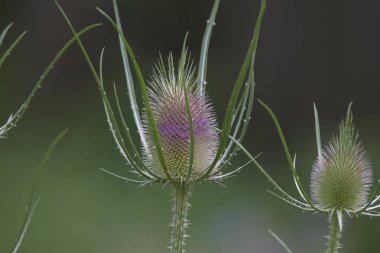 daha önce çiçek açan bir kardiyak thistle tuhaf çiçek tomurcuğu