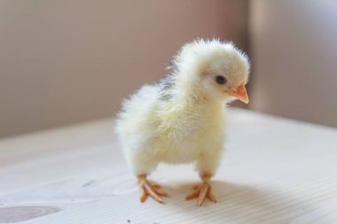 Küçük tavuk vuruşta kapatın