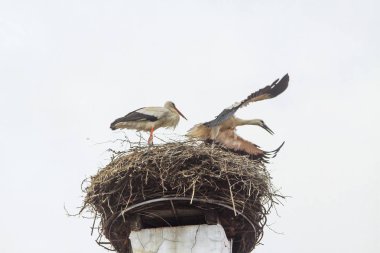 St��rche im Nest