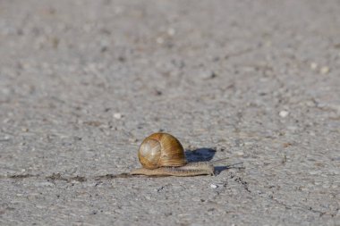 sümük bir iz bırakarak bir asfalt yol üzerinde büyük bir salyangoz tarar