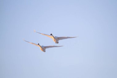 Gökyüzünde uçan kuğu çift