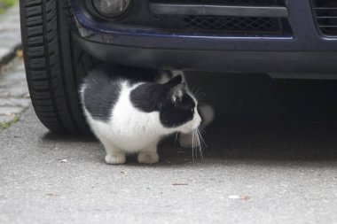 Bir tekir yerli kedi ıslak bir street yürüyüş