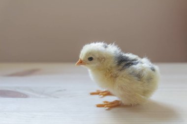 Yabani kuş çekim kadar kapatın