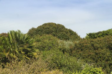 Mavi gökyüzüne karşı Akdeniz çalıları