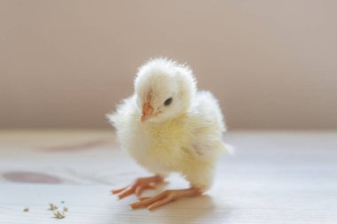 Küçük tavuk vuruşta kapatın