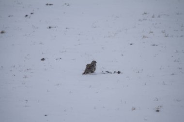 Yabani kuş çekim kadar kapatın