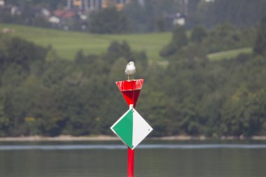 Yabani kuş çekim kadar kapatın