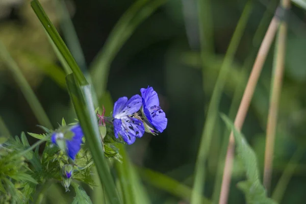 Jeść Owadów Kwiatów Cranesbill — Zdjęcie stockowe