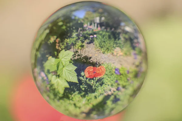 Flower Glass Ball Selective Focus — Stock Photo, Image