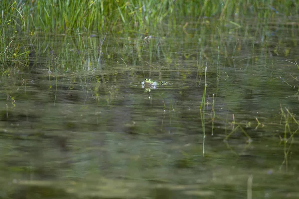Ein Teichfrosch Schwimmt Algenbedeckten Wasser Eines Teiches — Stockfoto