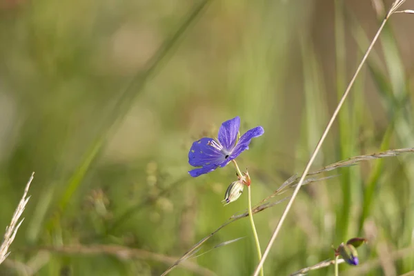 Böcek Yemiş Çiçekleri Cranesbill — Stok fotoğraf