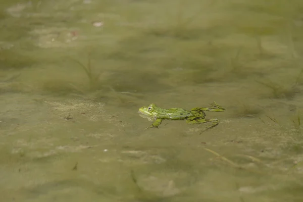 A pond frog is swimming in the algae-covered water of a pond