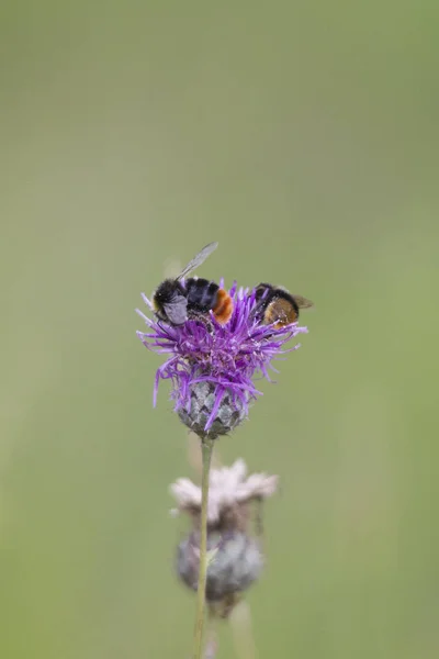 Bumblebees Flor Uma Planta Cardo — Fotografia de Stock