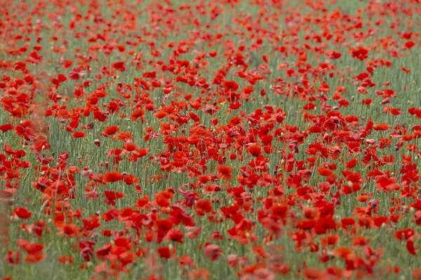 Field Full Red Poppy Flowers Grasses Edge Forest — Stock Photo, Image