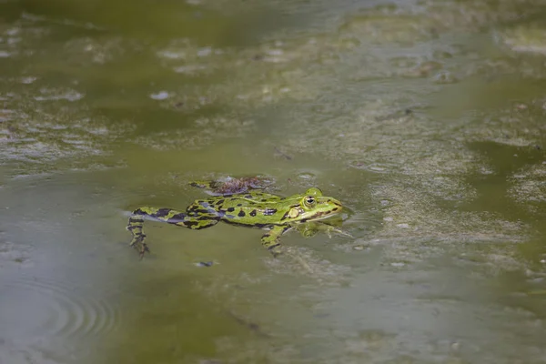 池の藻に覆われた水の中をカエルが泳いでいる — ストック写真