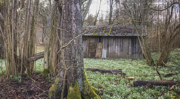 Ρουστίκ Καλύβα Λιβάδι Γεμάτο Snowdrops — Φωτογραφία Αρχείου