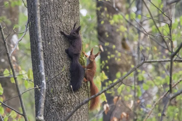 Ağaç gövdesindeki sincaplar, seçici odak